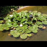 Nympheas - Somptuosa (Obt. Latour-Marliac 1909) (01)